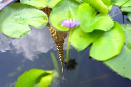 Reflection of Grand Palace in Bangkok, Thailand